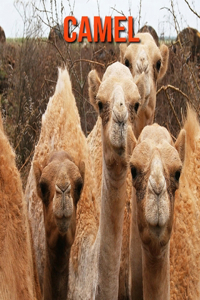 Camel