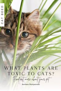 What plants are toxic to cats?