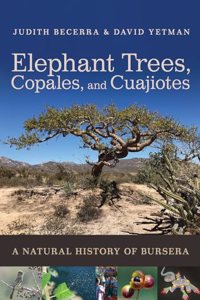 Elephant Trees, Copales, and Cuajiotes