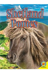 Shetland Ponies