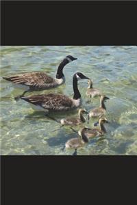 Family of Canadian Geese and Goslings Journal