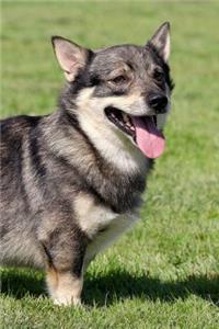 Swedish Vallhund