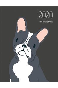 2020 Boston Terrier