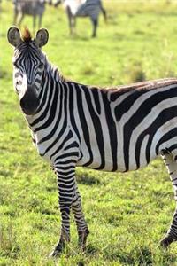 A Zebra Herd in Namibia, Africa Journal