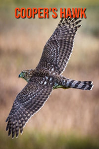 Cooper's Hawk