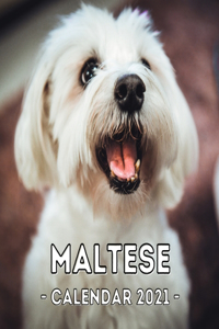 Maltese