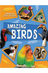 Amazing Birds