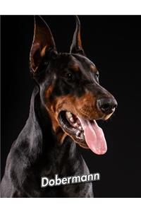 Dobermann