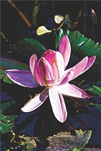 Pink Lotus Water Lily Journal