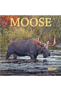 Moose 2020 Square Wyman