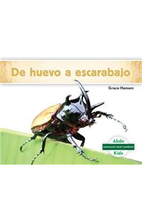 De Huevo a Escarabajo / Becoming a Beetle