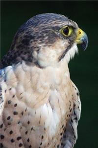 Martial Eagle Journal