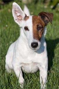 Fox Terrier Dog Journal