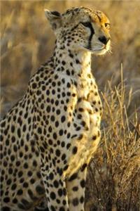 Beautiful Cheetah Journal