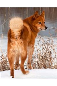 Finnish Spitz