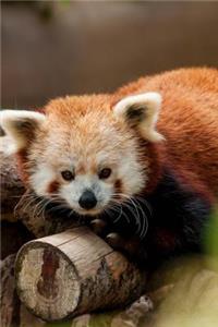 Too Cute Little Red Panda Lounging on a Tree Animal Journal