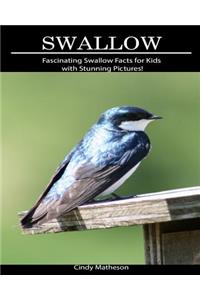 Swallow: Fascinating Swallow Facts for Kids with Stunning Pictures!
