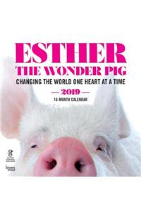 Esther the Wonder Pig 2019 Square Hachette