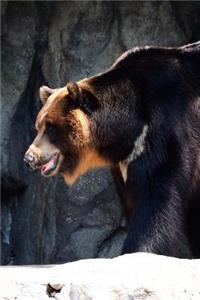 The Asiatic Black Bear Journal