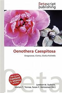 Oenothera Caespitosa