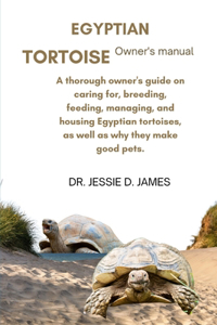 Egyptian Tortoise