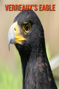 Verreaux's Eagle