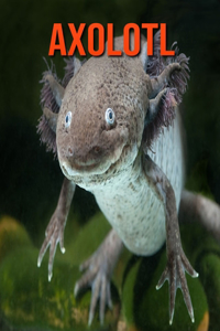Axolotl