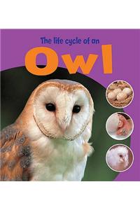 The Life Cycle of an Owl