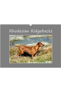 Rhodesian Ridgebacks 2018