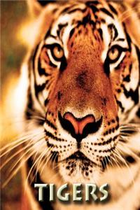 Tigers