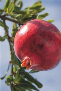 Pomegranate on a Branch Fruit Journal: 150 Page Lined Notebook/Diary
