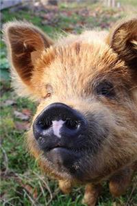 Oh So Cute Kunekune Domestic Pet Pig Journal