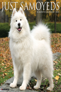 Just Samoyeds 2021 Wall Calendar (Dog Breed Calendar)
