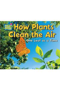 How Plants Clean the Air