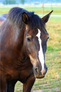 2020 Weekly Planner Horse Photo Equine Pasture Mate 134 Pages