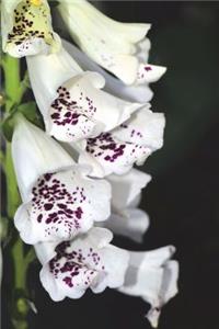 White and Burgundy Foxglove Flowers Journal