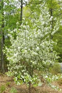2019 Weekly Planner Springtime Two Flowering Trees In Bloom 134 Pages