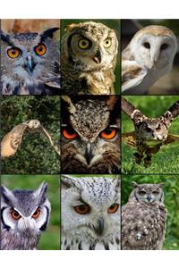 Owl Picture Notebook Journal 150 Page College Ruled Pages 8.5 X 11