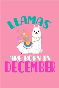 Llamas Are Born in December