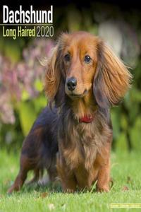 Dachshund Long Haired Calendar 2020