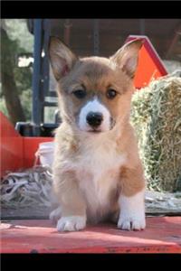 Corgi Notebook