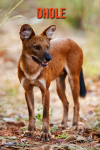 Dhole