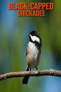 Black-Capped Chickadee