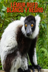 Lémur rufo blanco y negro
