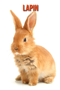 Lapin