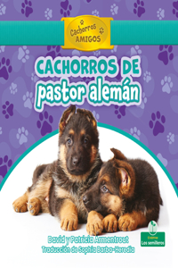 Cachorros de Pastor Alemán (German Shepherd Puppies)