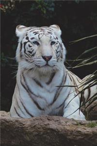 White Bengal Tiger Portrait Journal
