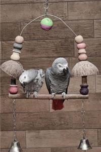 Two African Gray Parrots (Psittacus Erithacus) Bird Journal