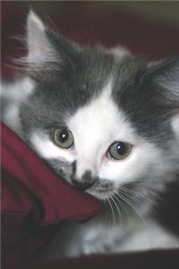 A Seriously Sweet Kitty Cat Pet Journal