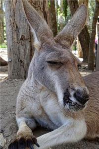 Kangaroo Taking a Nap Journal